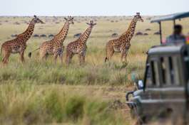 Giraffe, Kenya safari 