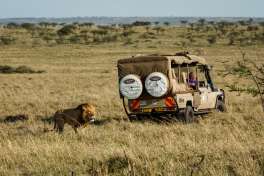 Lion and safari vehicle 