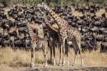 Wildebeest and giraffes in Kenya 
