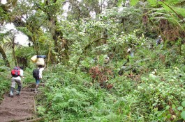 Lemosho Route, Mount Kilimanjaro 