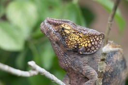 Chameloen, Madagascar Safari  by Daniel De Lapelin Dumont