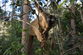 Lemur, Madagascar Safari  by Daniel De Lapelin Dumont