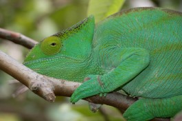 Green chameleon  by Daniel De Lapelin Dumont