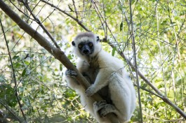 Madagascar Lemur sighting  by Daniel De Lapelin Dumont