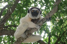 Madagascar Lemur image 