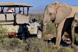 Elephants on Safari at Sanbona Wildlife Reserve 