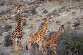 Cape Town Safari, giraffes 
