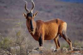 Red Hartebeest, Sanbona Wildlife Reserve 
