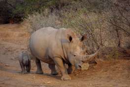 Sanbona Rhino and calf 