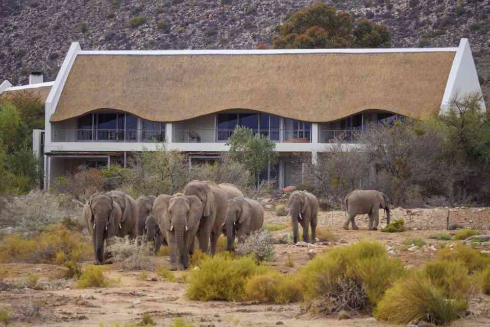 Elephants by Gondwana lodge in Sanbona Wildlife Reserve