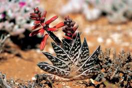 Succulents at Sanbona Wildlife reserve 