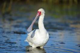 Spoonbill at Sanbona Wildlife Reserve 