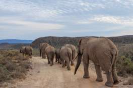 Elephants in the Road at Sanbona WIldlife Reserve 