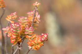 Sanbona flora 