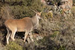 Eland at Sanbona Wildlife Reserve  