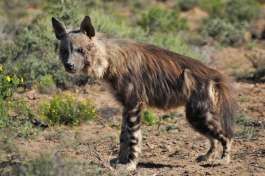 Brown Hyena at Sanbona Wildlife Reserve 