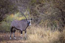 Sanbona Wildlife Reserve Oryx 