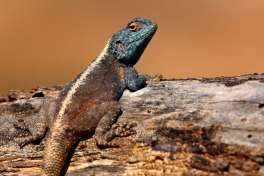 Southern Rock Agama - Sanbona Wildlife Reserve 