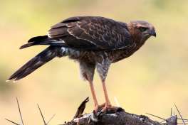 Sanbona Bird of Prey 