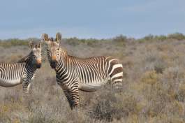 Cape Mountain Zebra at Sanbona Wildlife Reserve 