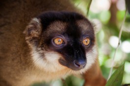 Madagascar lemur  by Giorgio Minguzzi