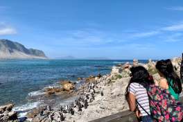Stony Point Penguins 