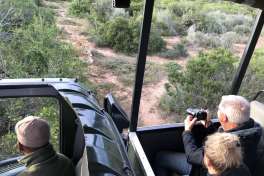 Sunrise Safari Addo Elephant National Park Lion 