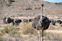Ostriches in Oudtshoorn Garden Route 