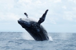 Sainte Marie Tour, whale breaching  by krishna naudin