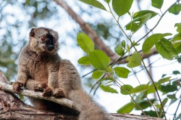 Madagascar Vacation, Lemur  by Daniel De Lapelin Dumont