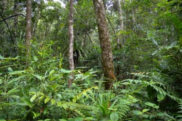 Sainte Marie Tour (Nosy Boraha) - forest  by Frank Vassen