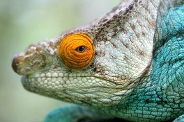 St Marie Island - Parson's chameleon  by JialiangGao