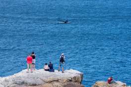 Whale Watching in Hermanus 