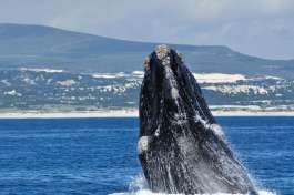 Whale Breaching in Hermanus 