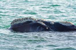 Southern Right Whale 