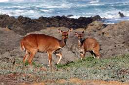 Bushbuck on the Coast in the Garden Route 