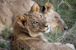 Gondwana lions 