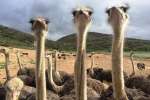 Ostriches in Oudtshoorn 