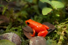 Golden Mantella in Madagascar  by Frank Vassen