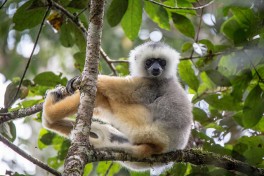 Madagascar - Andasibe National Park  by nomis-simon