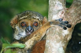 Ranomafana National Park, Madagascar  by Leonora Enking