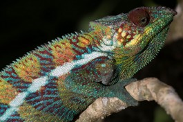 Budget Madagascar Tour wildlife  by Daniel De Lapelin Dumont