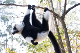 Madagascar Tour - forest lemur  by Daniel De Lapelin Dumont