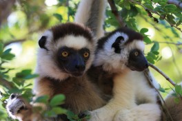 Madagascar Tour - lemur 