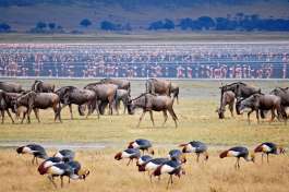 Ngorongoro Crater Scene 