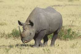 Black Rhino on Safari in Serengeti 