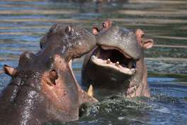 Hippos in the Serengeti 