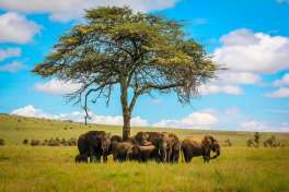 Elephants under Acacia Tree on Safari 