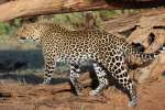 Serengeti Leopard  