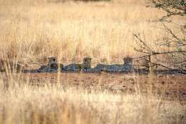 Cheetah Family Resting in Pilanesberg 